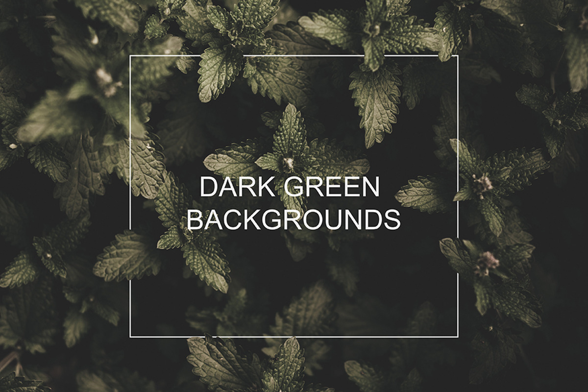 Dark green backgrounds, a Nature Photo by Alekseyliss (Photo 1 of 10)