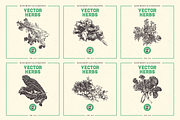 VECTOR HERBS HAND DRAWN BUNDLE v20, a Food Illustration by pawellpi (Thumbnail 3 of 6)