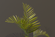 The Alexandra Palm Bush, a Plants & Tree 3D Model by FuturePastCreatives (Thumbnail 2 of 15)