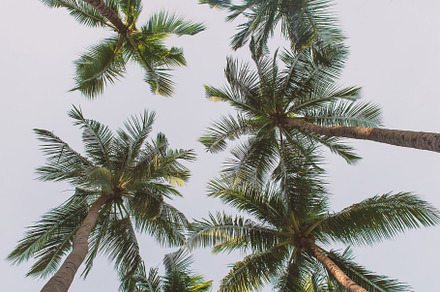 Coconut palm trees stock photo containing coconut and tree, a Nature Photo by Casanowe-studio