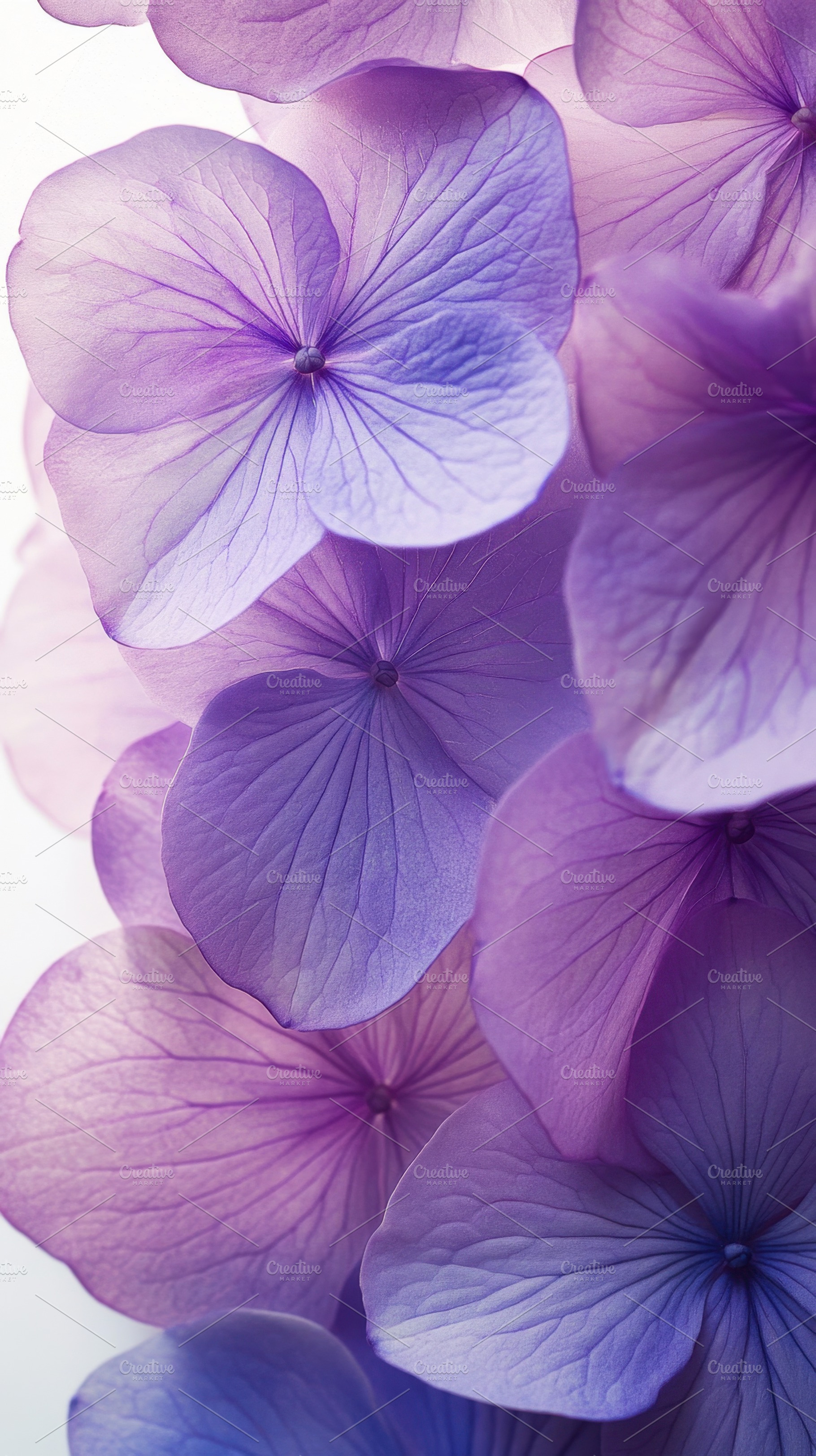Beautiful purple hydrangea blossoms, a Photo by Beautiful things
