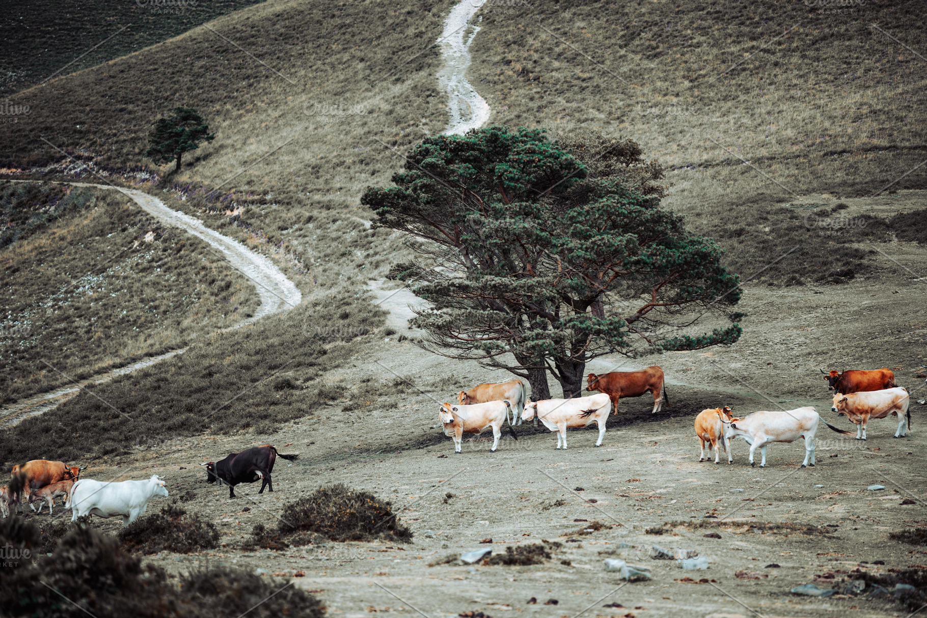Cattle On Mountain Pasture, a Photo by SkyNext