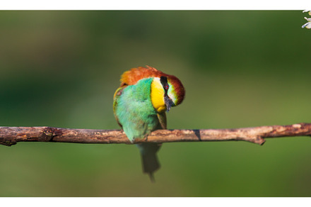 bird looks at the camera with, an Animal Photo by Pakosta