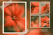 Christmas Poinsettia - Soft Floral, a Background Graphic by DigARTbyHavroshka (Thumbnail 6 of 9)