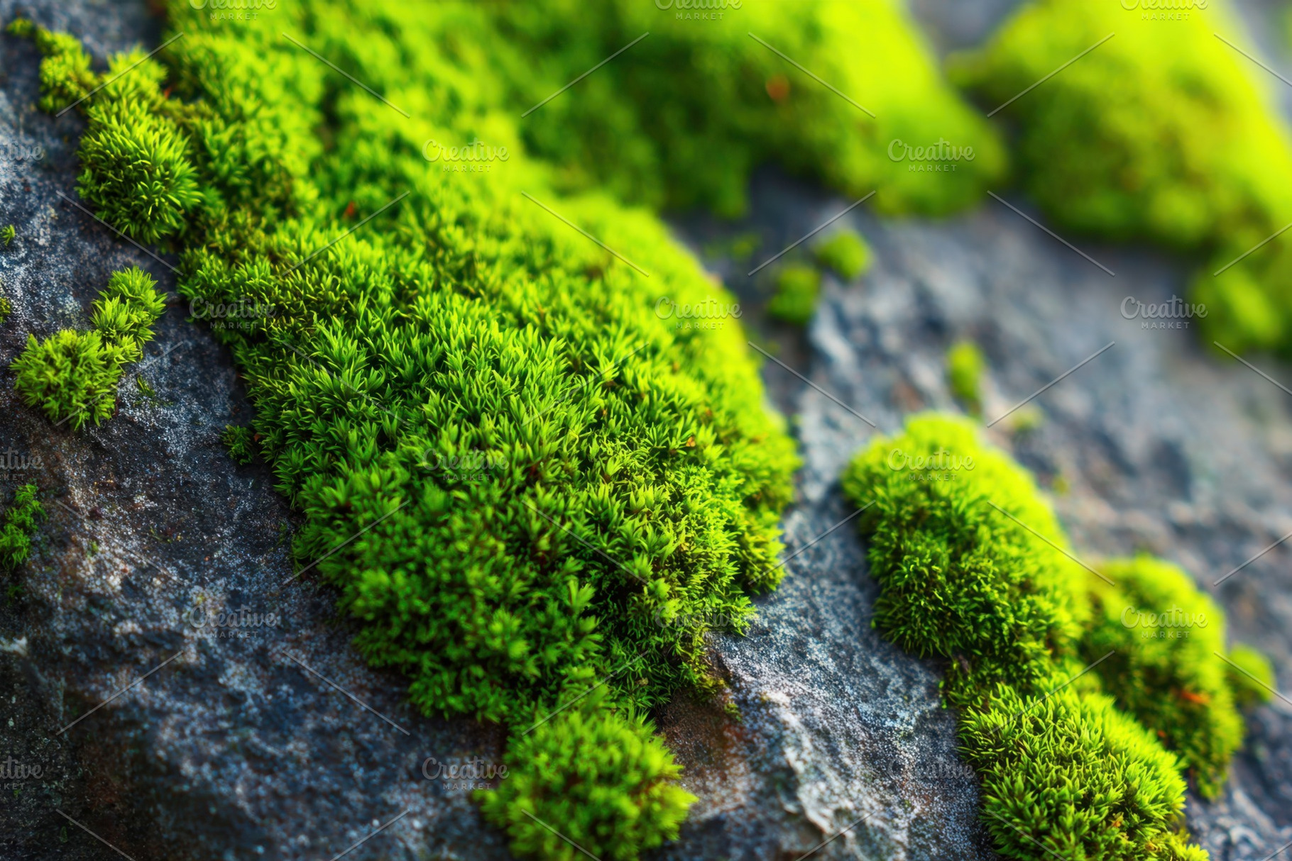 Vibrant green moss on rocky surface, a Nature Photo by AlyaAnd