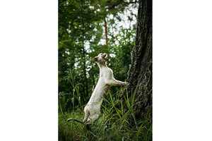 Energetic Cat Brushing Against Tree, an Animal Photo by Our Amazing World