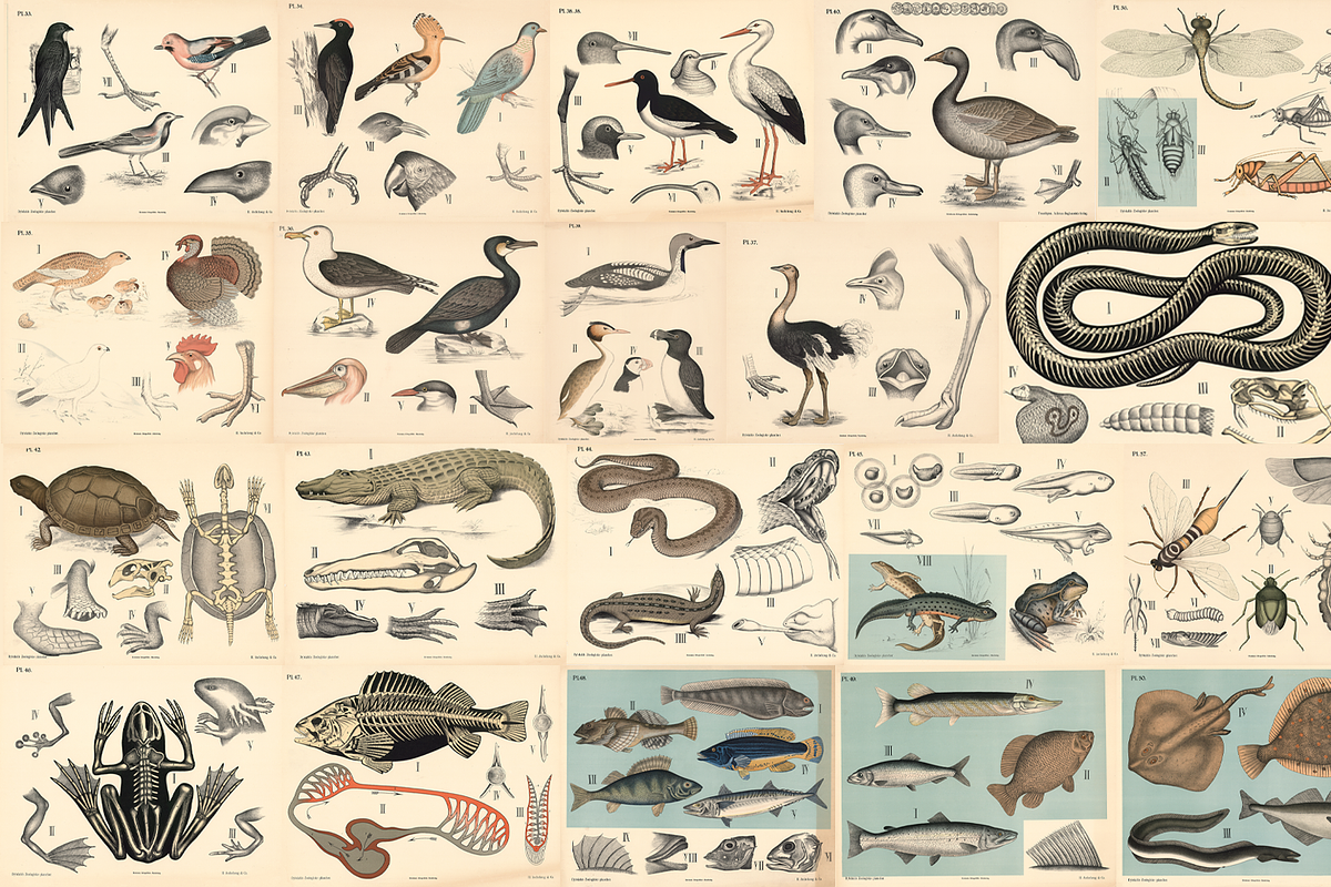Dybdahl's Zoological Charts, an Animal Illustration by Digital Museum (Photo 8 of 9)