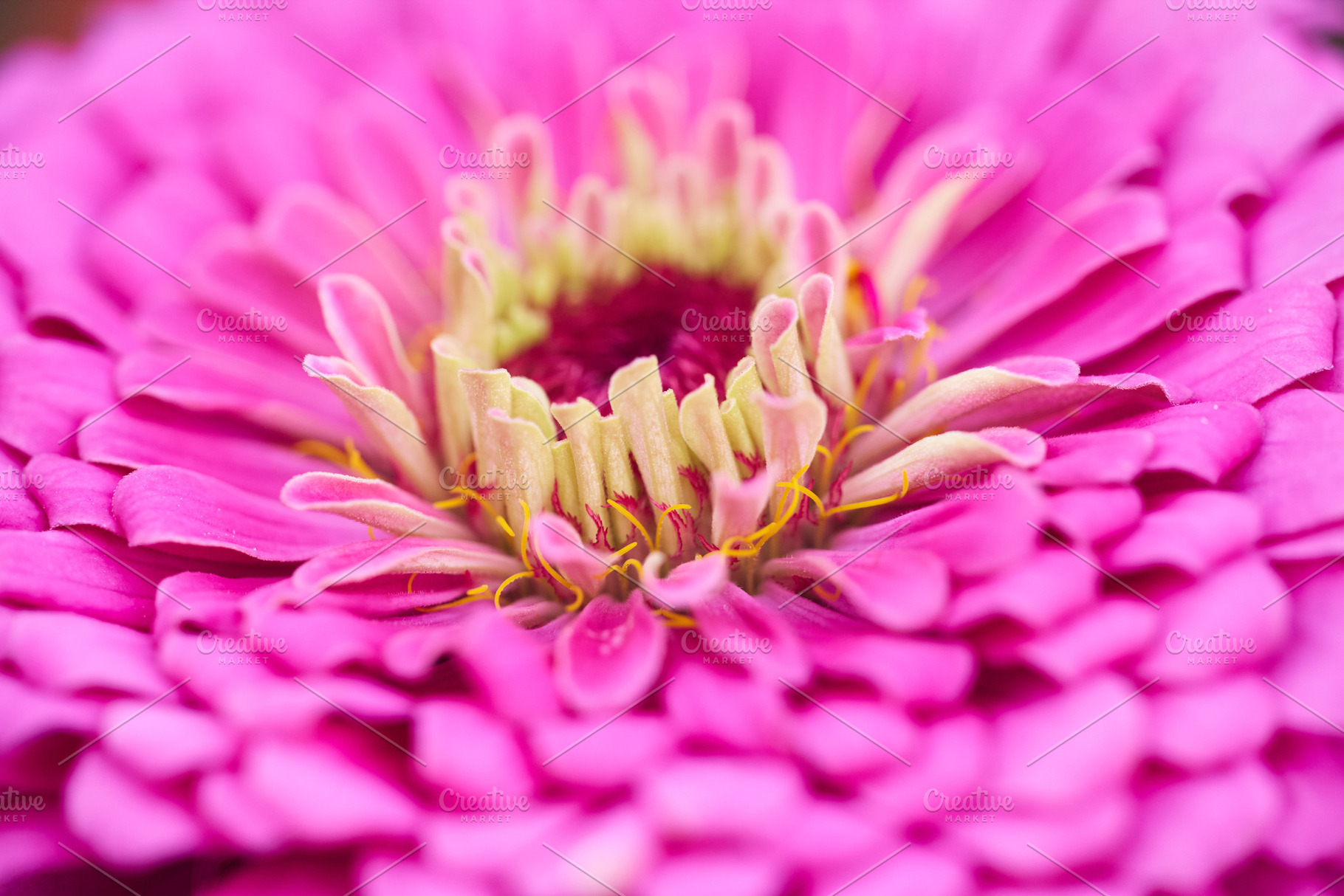 Pink zinnia flower center with layered petals macro photo. Extreme close-up pho, a Nature Photo by Rohan Photography