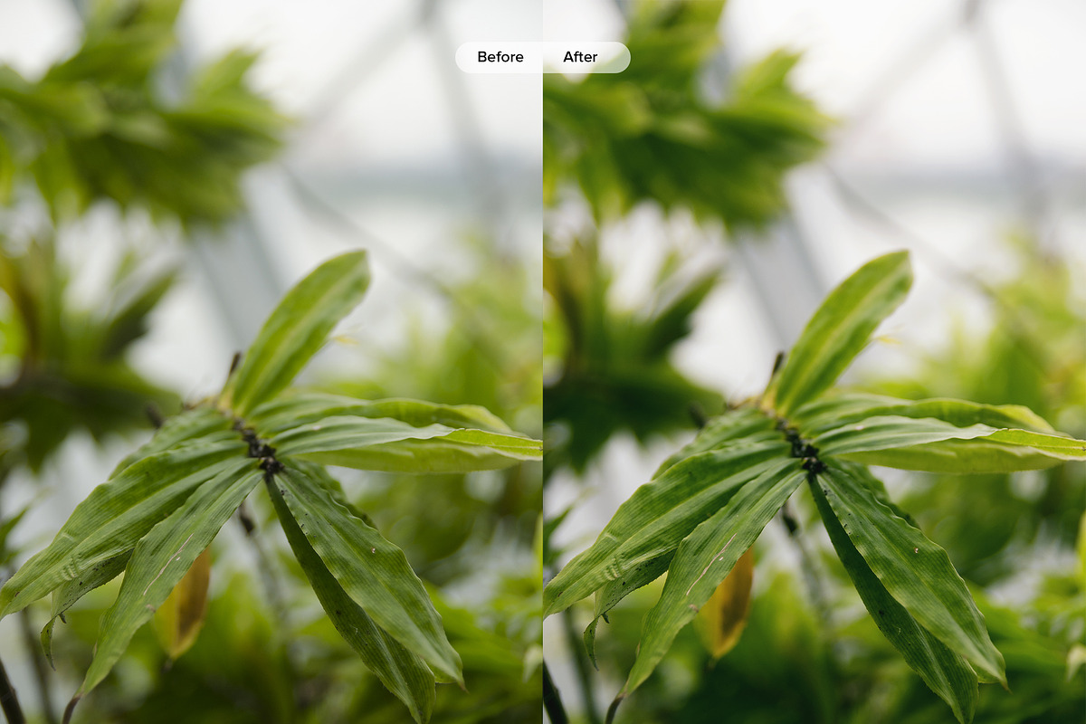 Green Mist Action, an Action Add-On by Bady Goods (Photo 1 of 5)