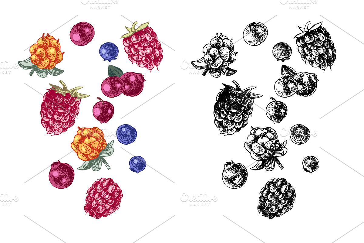 Fresh berries, a Food Illustration by handsketched (Photo 15 of 21)