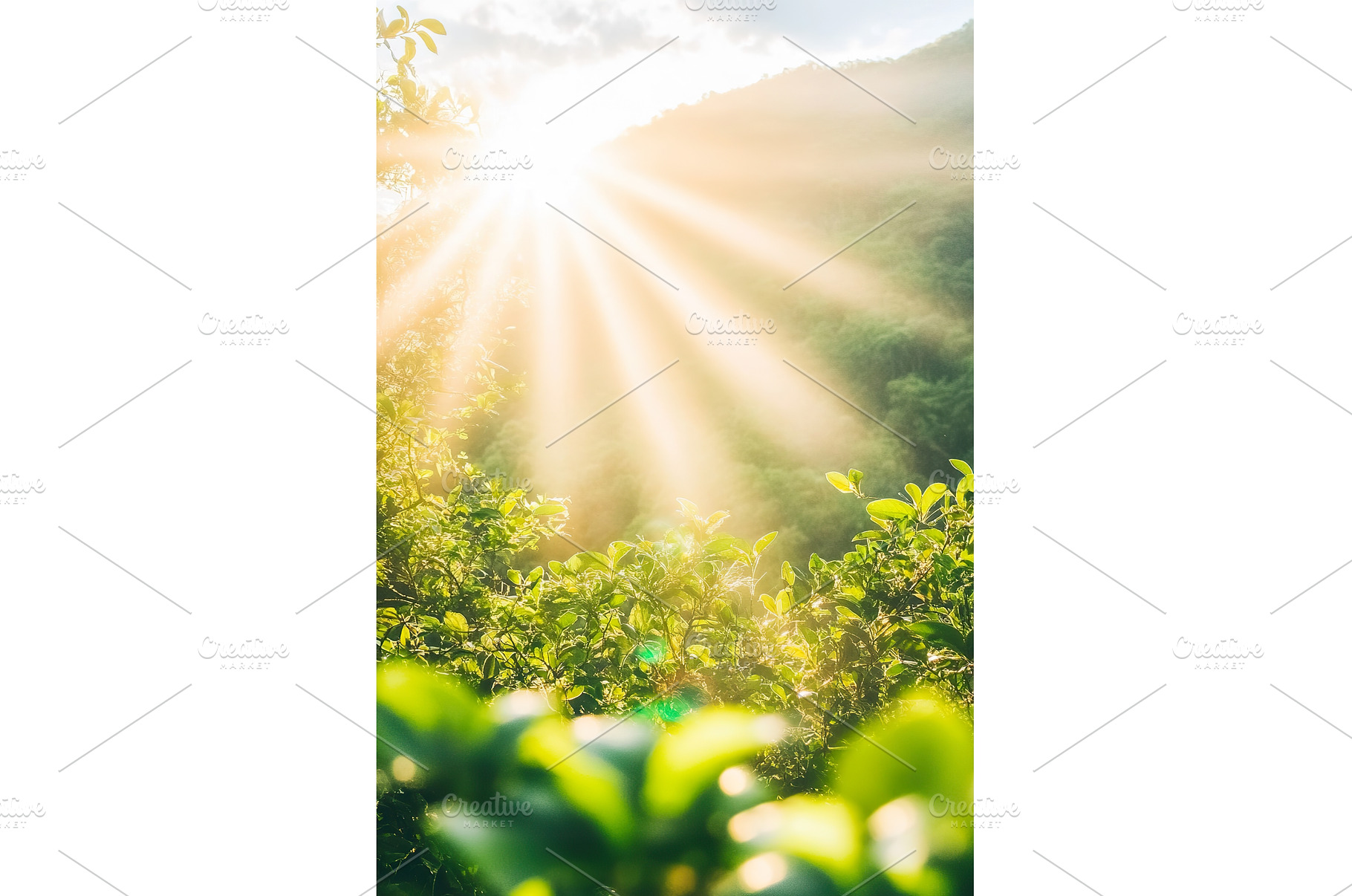 Sunbeams over Green Foliage with, a Nature Photo by Lermont51