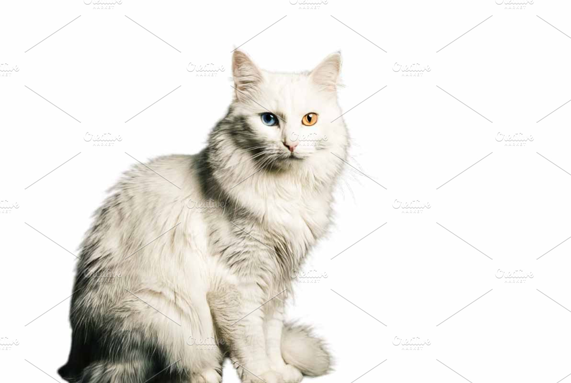 White Turkish Angora Cat, an Animal Photo by VetalStock