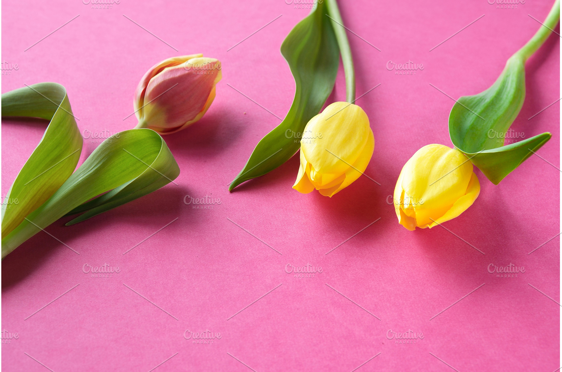 Yellow and pink tulips with green, a Photo by tilialucida