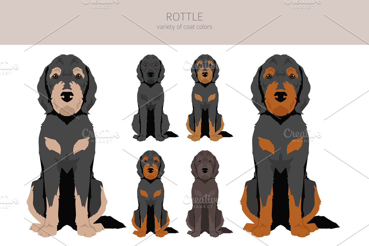 Rottle Rottweiler Poodle Puppies Greenfield Puppies Rottweiler