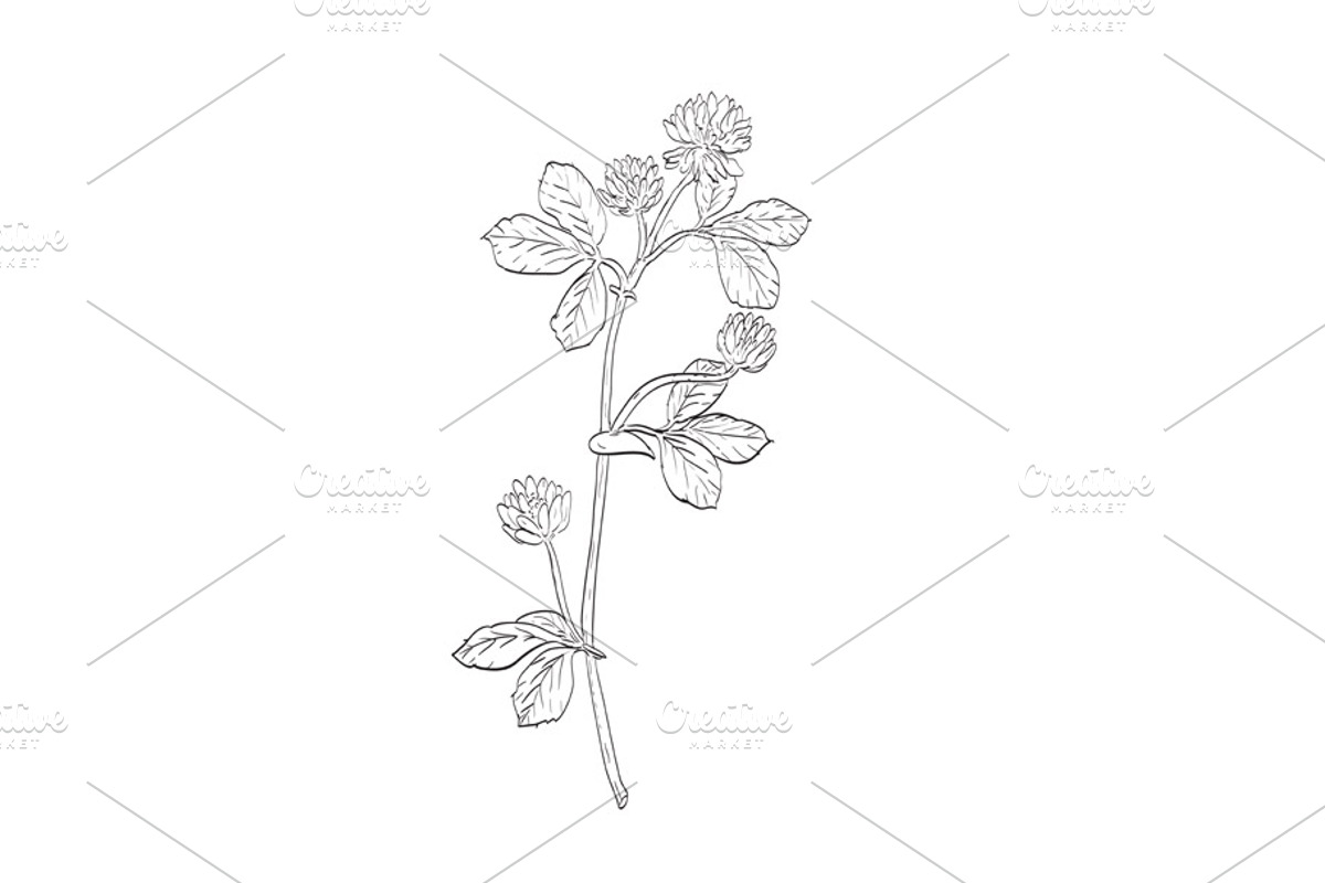 White Clover Edible Plant Drawing, a Healthcare Illustration by patrimonio (Photo 1 of 3)