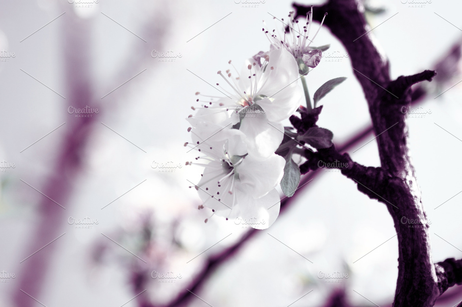 White Plum Flowers