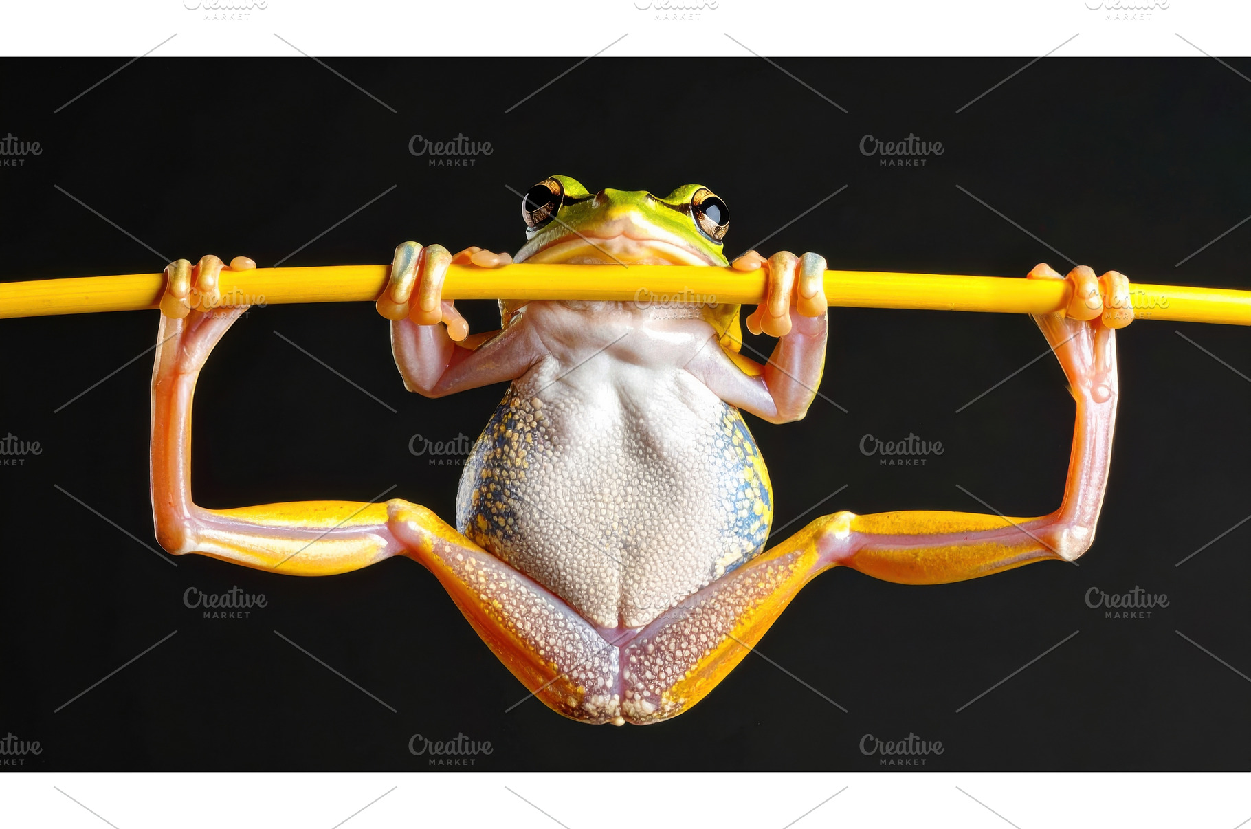 Colorful frog hanging on yellow, an Animal Photo by Igor Tichonow