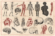 100 Vintage Anatomy Vectors, an Illustration by Brigantine Designs (Thumbnail 6 of 7)