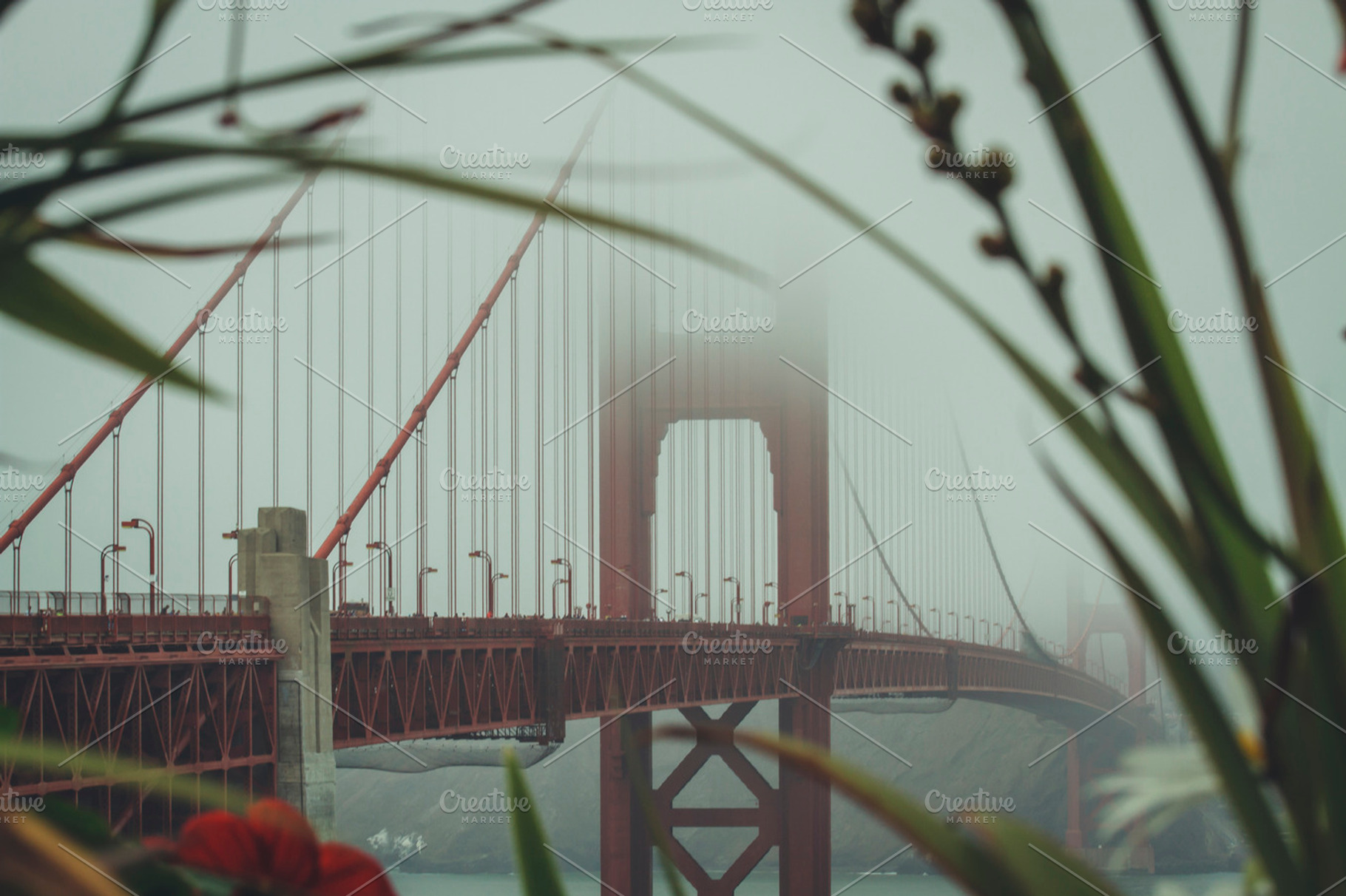 Golden Gate Bridge Through Flowers