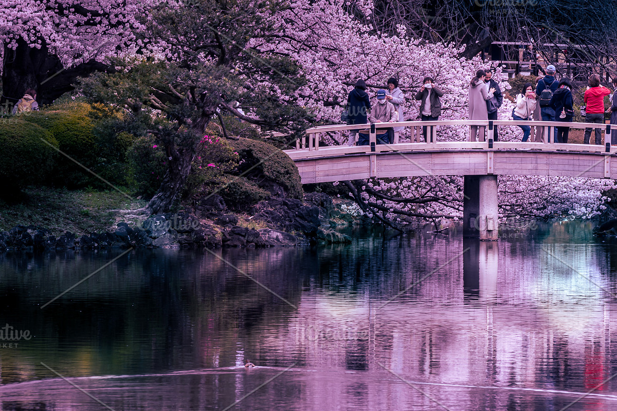 Japanese Cherry Blossom Photo Bundle, a Nature Photo by Silent Nature (Photo 4 of 10)