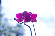 Orchid Flower Stock Bundle, a Nature Photo by r.r.palacios (Thumbnail 9 of 11)