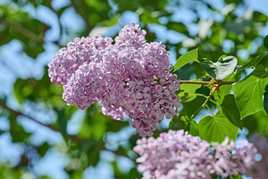 Clusters of purple and light blue lilac flowers Syringa vulgaris, a Nature Photo by ndanko