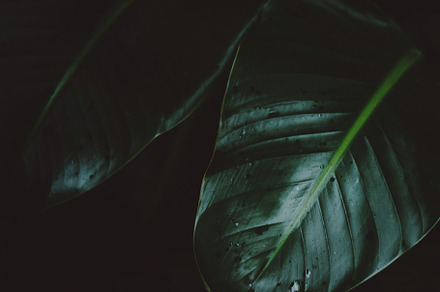 Low key jungle leaves containing dark jungle leaves, lush, and green