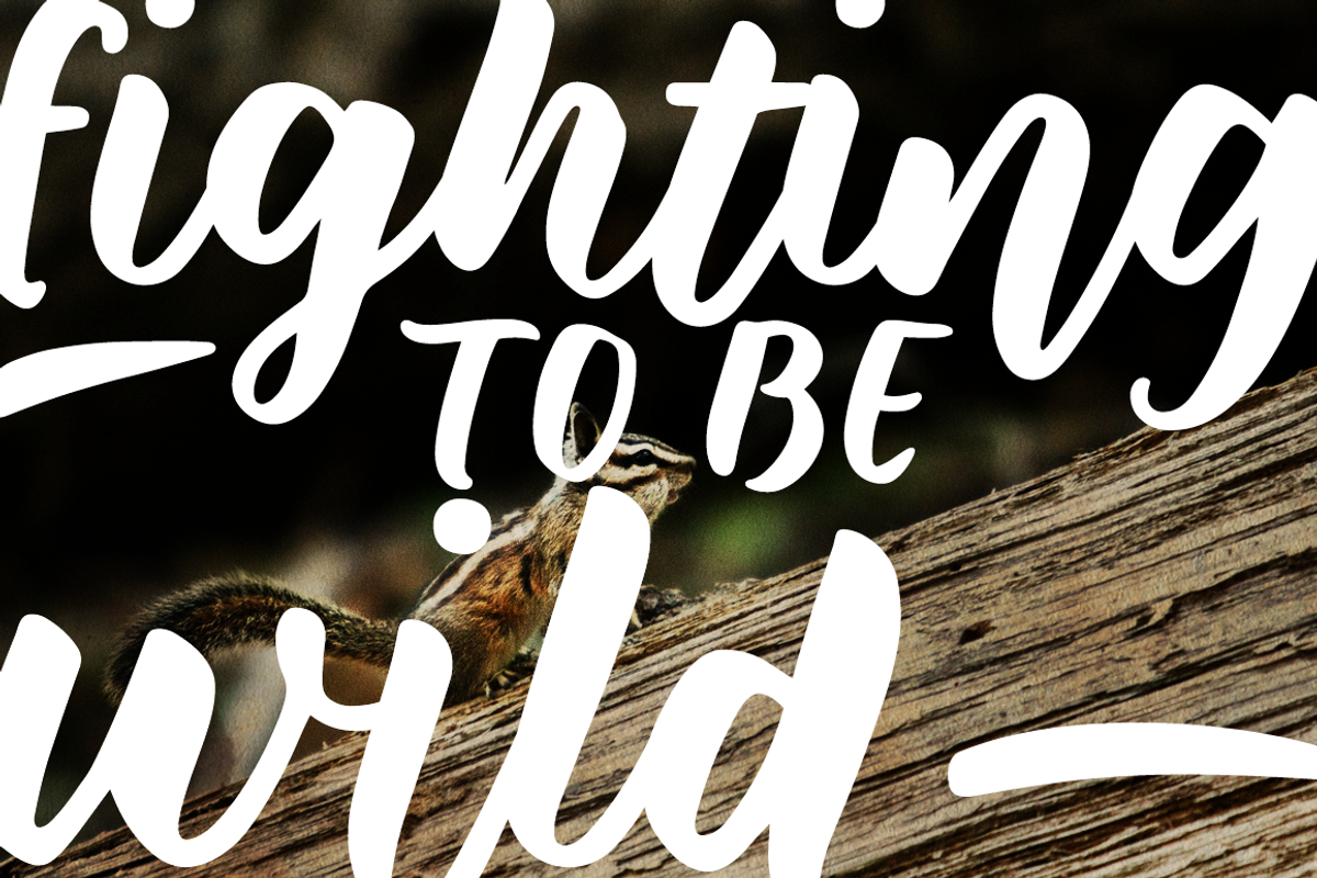 Wild Creatures brush font family preview 5