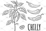 Branch chili plant Vintage engraving, a Food Illustration by MoreVector (Thumbnail 3 of 5)