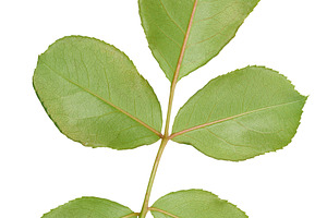 Rose branch with green leaves on stem on isolated background, to, a Nature Photo by ndanko