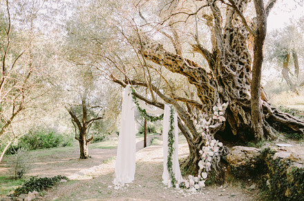 Elegant wedding arch in olive trees stock photo containing amazing and arch, a Holiday Photo by Olyryk & Aglo