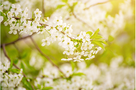 Cherry flowers frame, a Nature Photo by Nature and travel