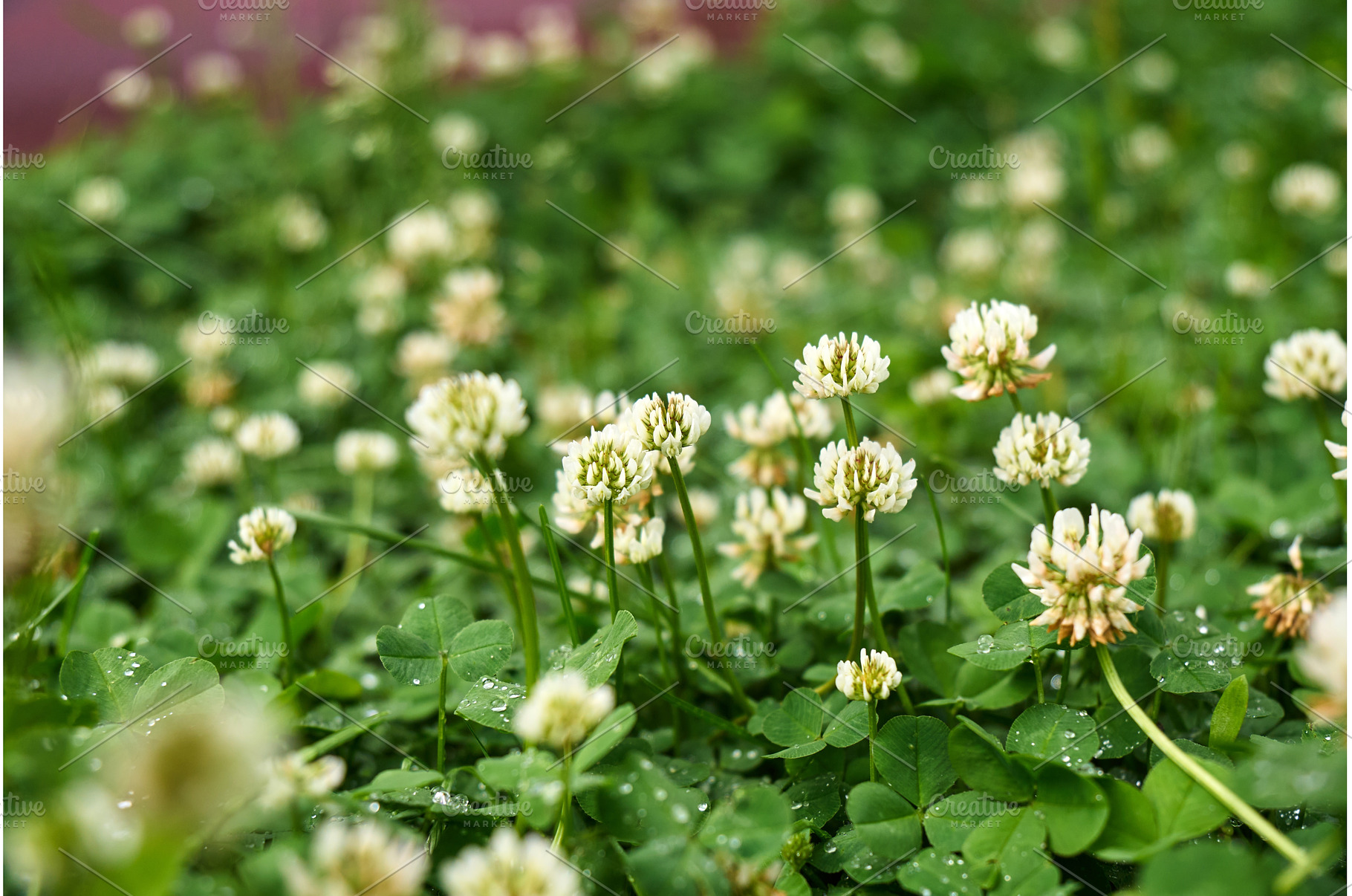 Clover blossoms flourish in a lush, a Nature Photo by darksoul72