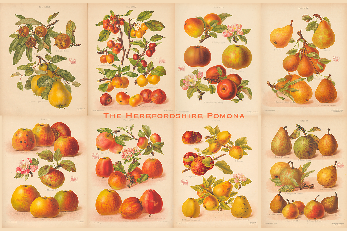 Rare! The Herefordshire Pomona, a Food Illustration by Digital Museum (Photo 1 of 10)