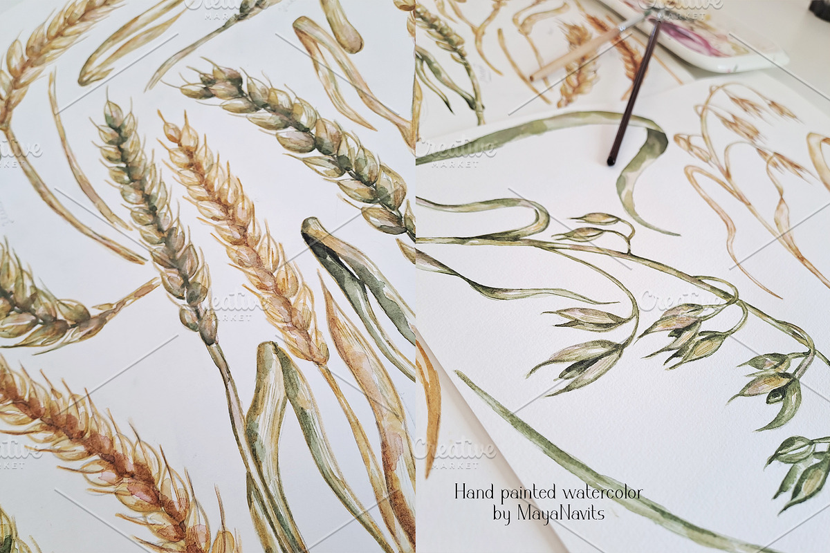 Watercolor Wheat & Field Flora, a Decorative Illustration by MayaNavits (Photo 7 of 13)