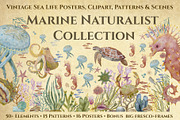 Marine Naturalist Collection, a Graphic by Kattypainting (Thumbnail 1 of 10)