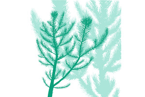 Pine blue branches background . hand, an Illustration by Nenahliadava Design