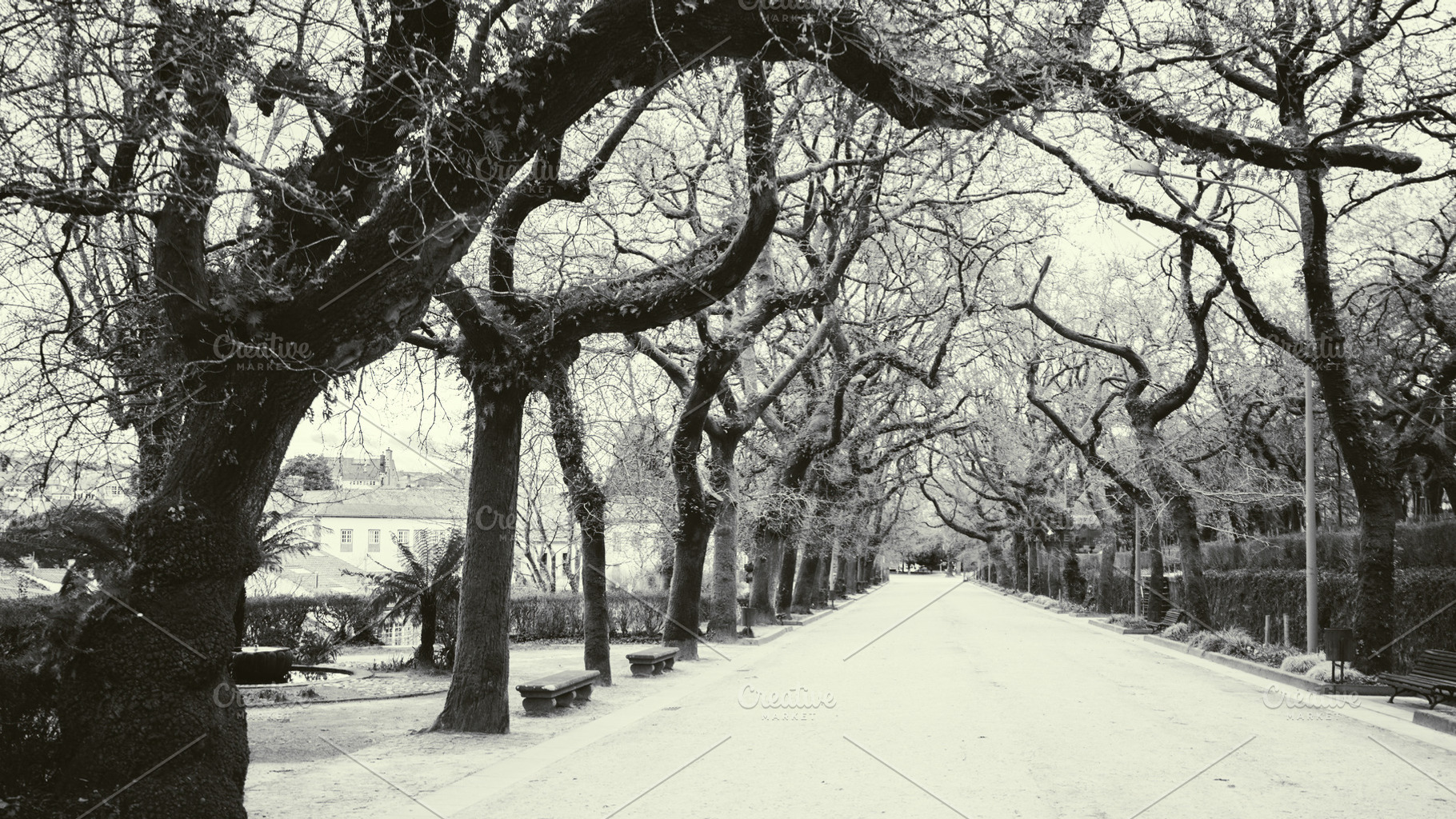 Empty park alley, bare twisted trees, an Architecture Photo by SkyNext