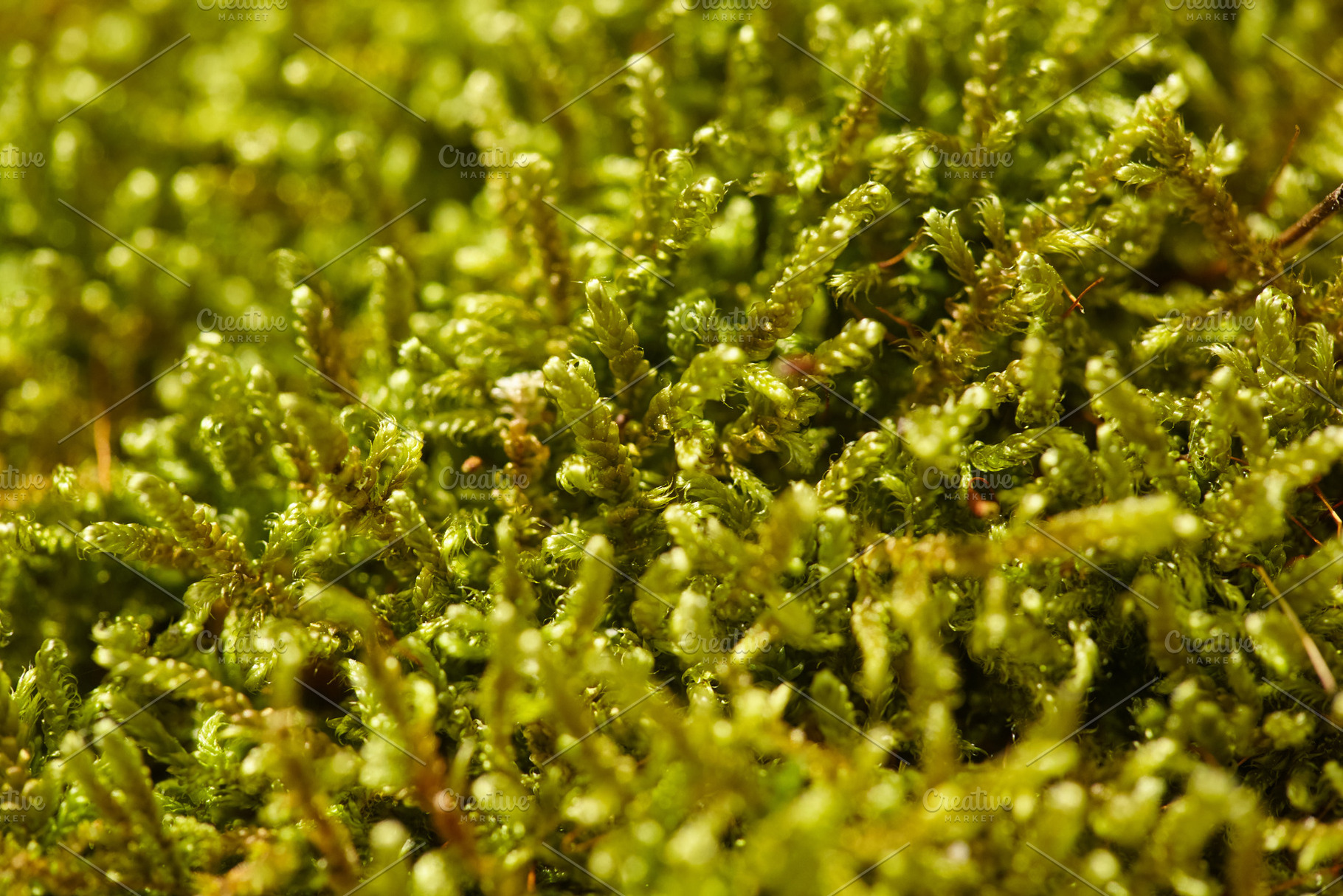 Macro background of lush green forest moss in bright sunlight. Vibrant green mo, a Nature Photo by Rohan Photography