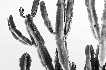 Black & White Cactus