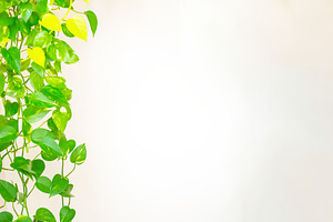 Green plants and leaves frame, a Nature Photo by Vapi