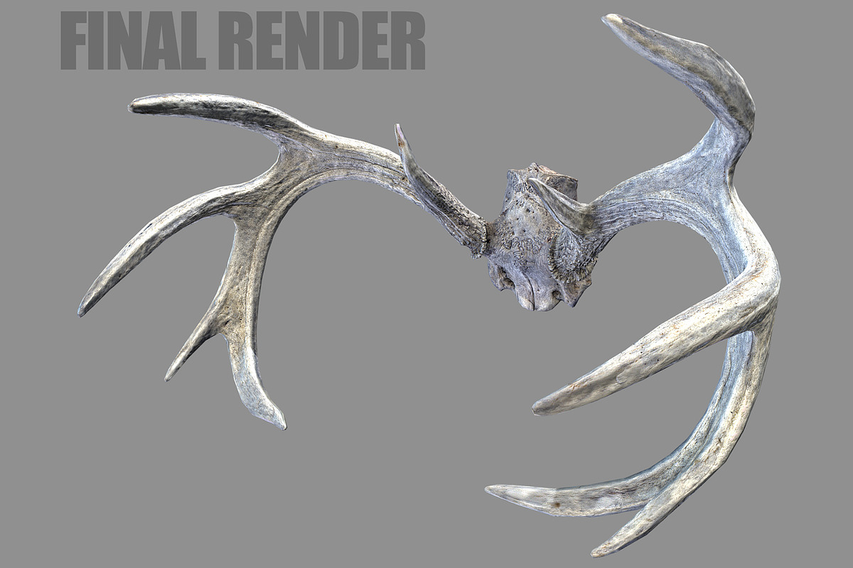 Deer Horns, an Animal 3D Model by Beatheart Creative Studio (Photo 2 of 17)