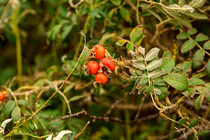 Cluster of red rosehips, a Nature Photo by Elena Vagengeim