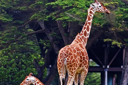 Giraffe Containing Animal Picture And Photo preview 6