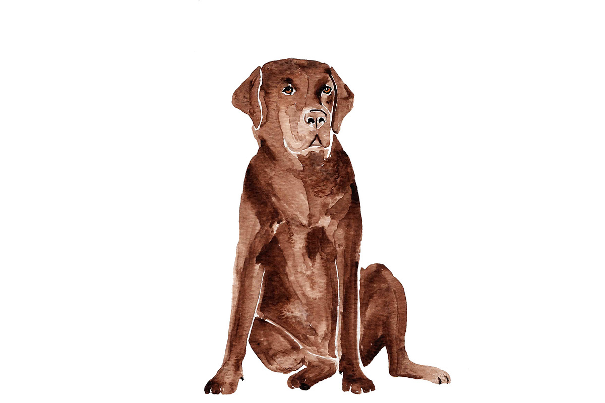 Labrador Dog Illustration Bundle, an Illustration by Foxery Digital (Photo 4 of 4)