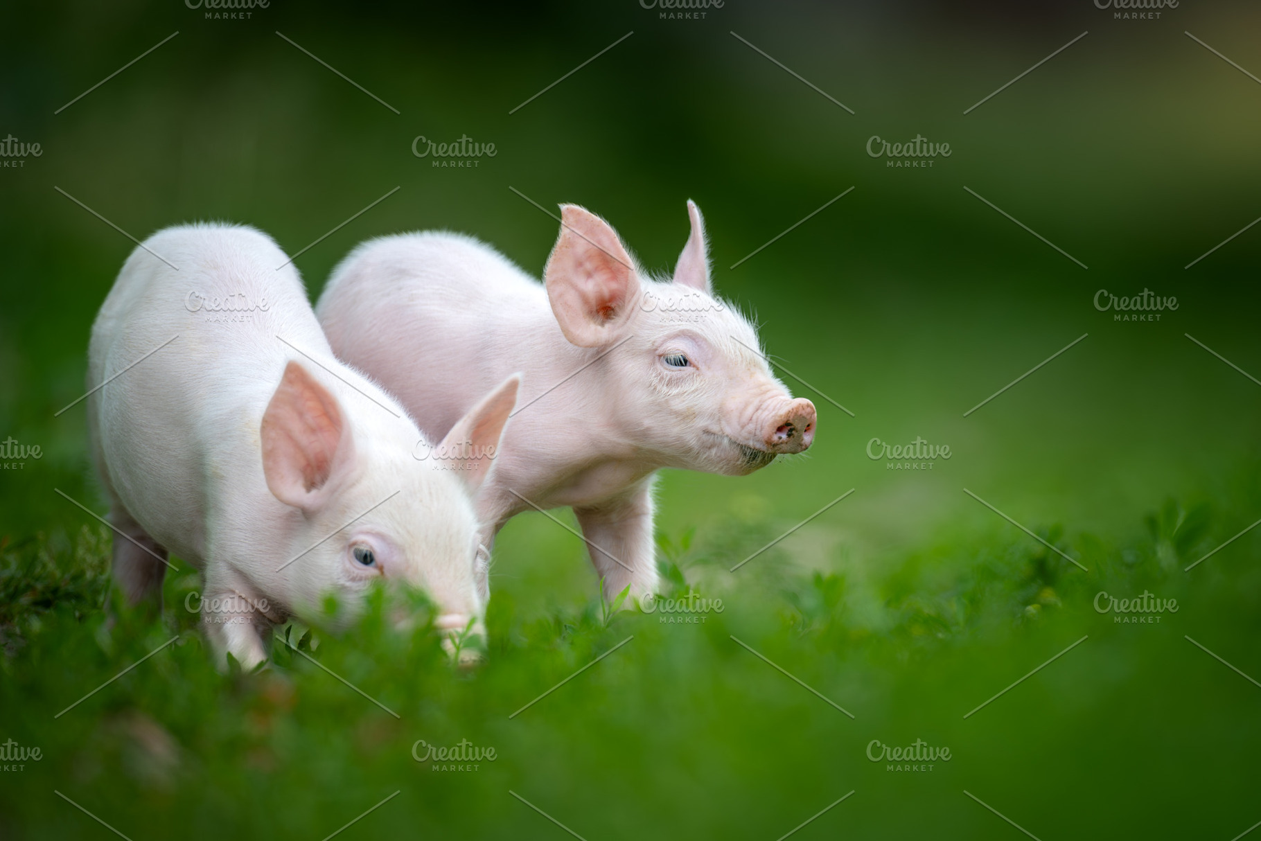 Two adorable pink piglets exploring a lush green grassy field, an Animal Photo by Byrdyak