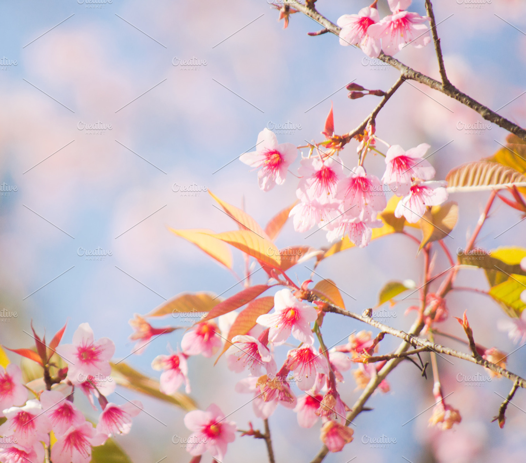Sakura Blossom Stock Photo Containing Thai And Sakura