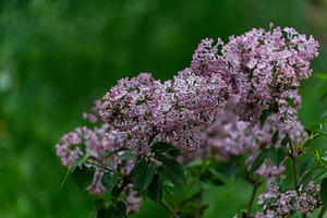 Blooming lilac bush in the spring garden, a Nature Photo by Anna Bogush
