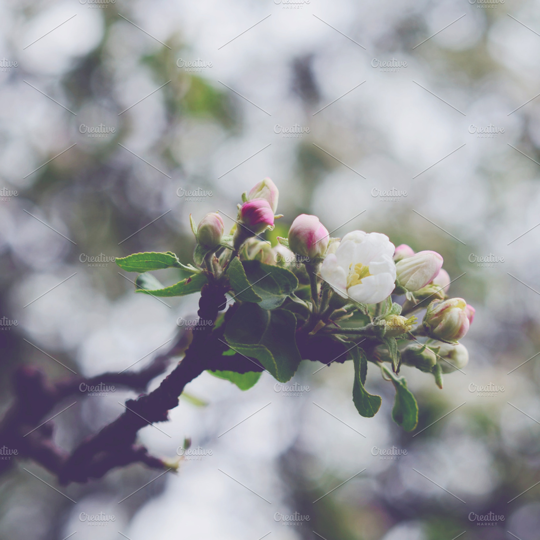 Blooming apple featuring apple, bloom, and blooming, a Nature Photo by so_lizaveta