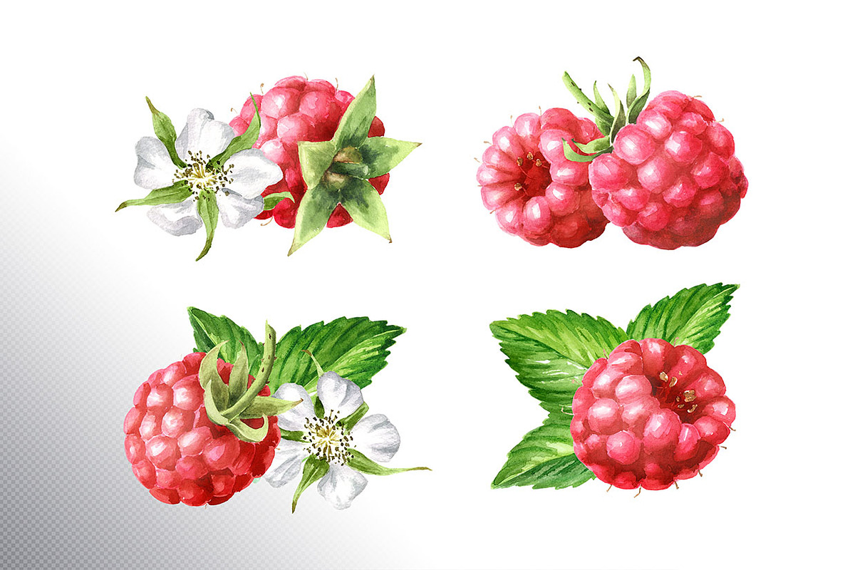 Summer Raspberries. Watercolor set, a Food Illustration by Daria Ustiugova (Photo 7 of 26)